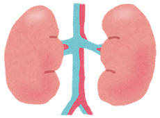 腎臓の主な働き